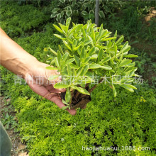 ���߾���ˌ������������ �G�������� ���� �޸��ر�����