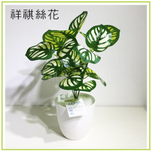 叶橙 叶橙批发 促销价格 产地货源 阿里巴巴