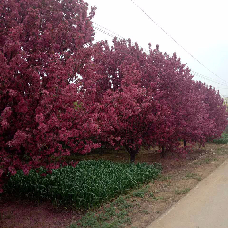 绚丽海棠 (4).jpg