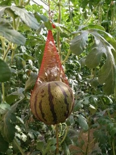 �i�����a���ϵ��Wˮ���u�������з���ϾW�������Ϲ���ϷNֲ����