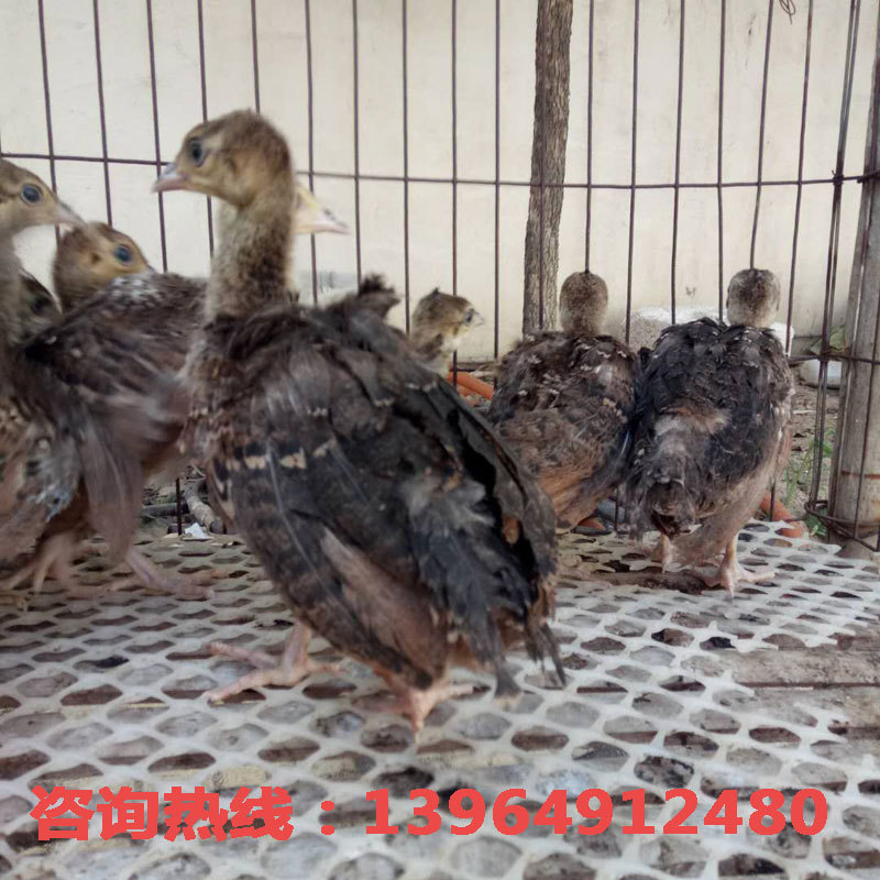 一只孔雀苗价格_今日最新一只孔雀苗价格行情走势