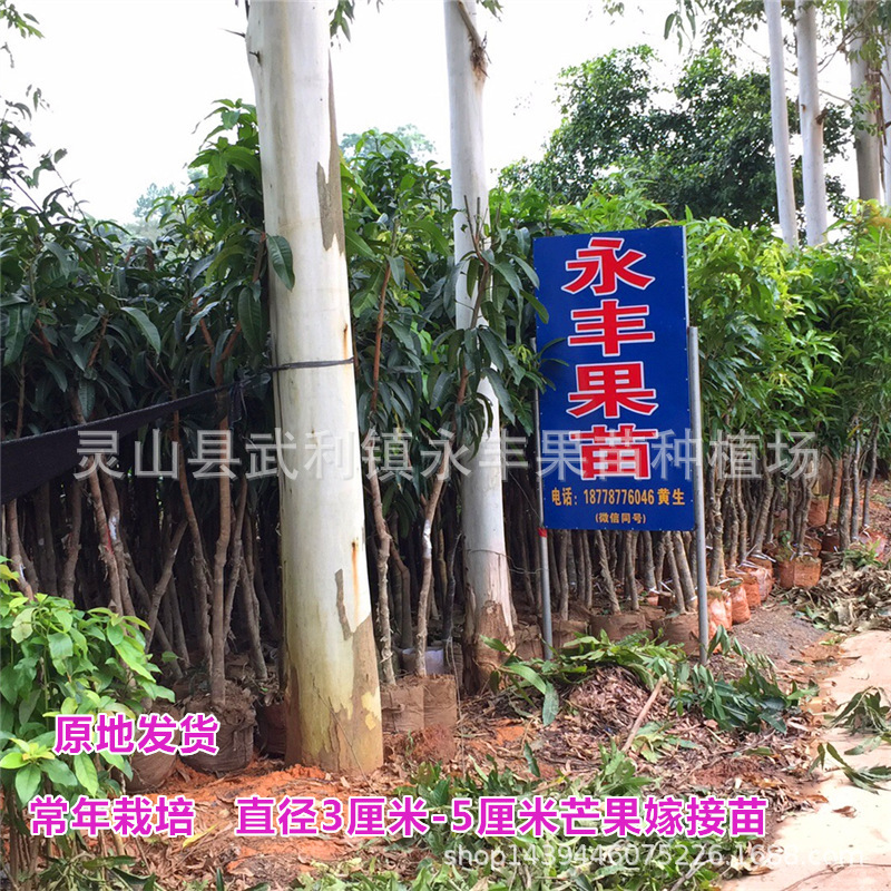 Рассада манго