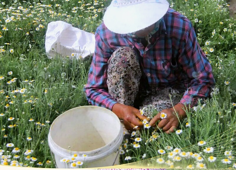 Supply Xinjiang Roman chamomile pure Dew, chamomile flower water 500ml distilled flower water are saturated pure Dew detail image 6