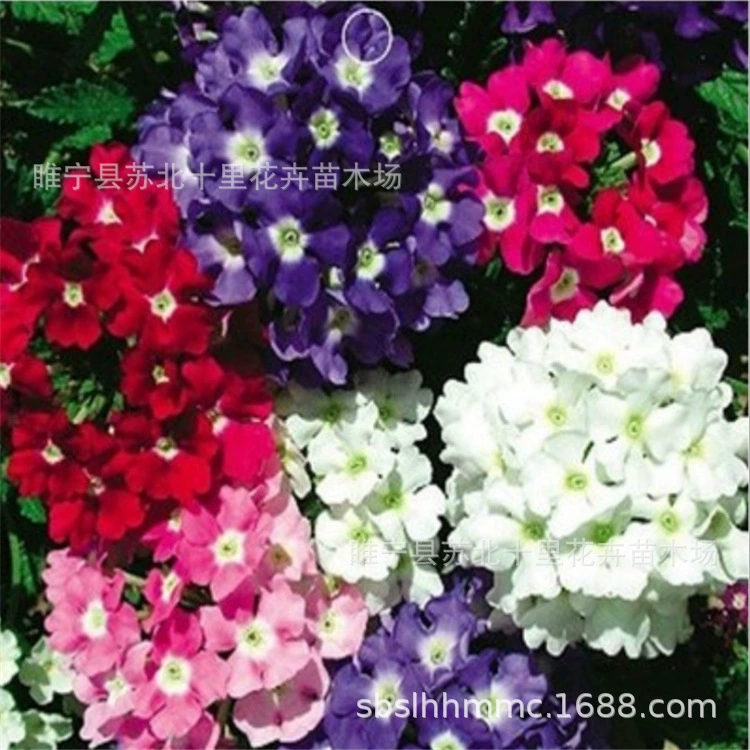 Цветок-смотреть растения Семена красоты вишни Семена Цветок-смотреть растения красоты вишни Семена большие в количестве