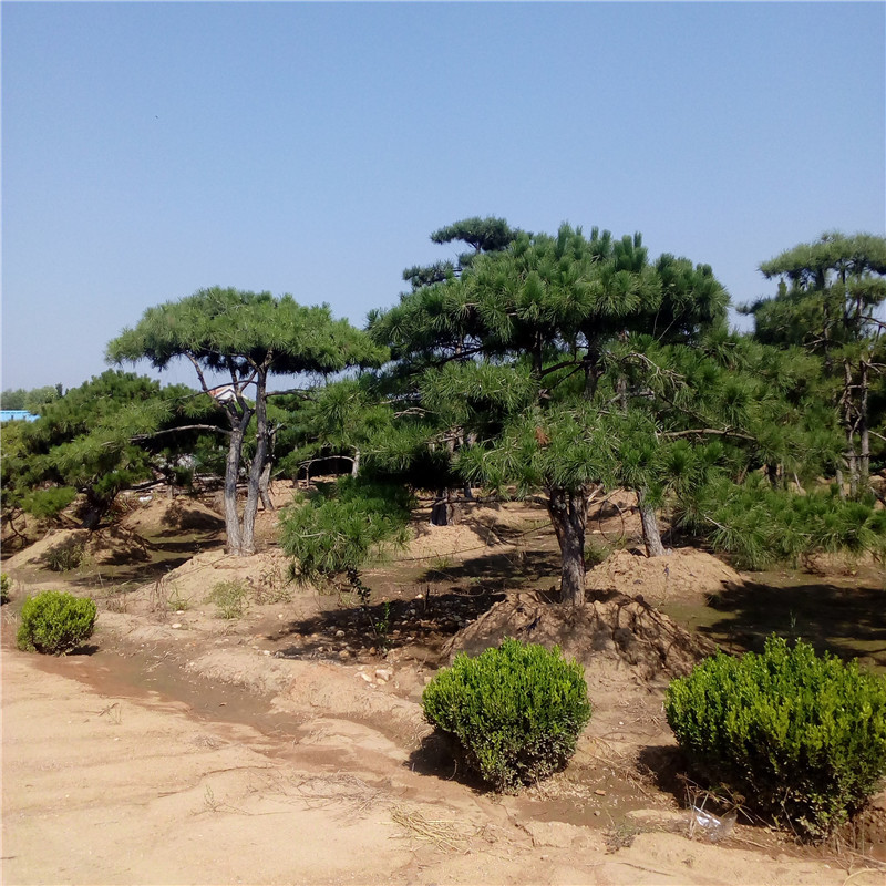 造型油松基地价格图片批发种植绿化树苗工程苗行情移栽苗成活率高