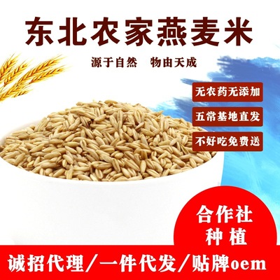 2020 Northeast high quality Oat Oat kernel Wild wheat Wheat Farm Production health preservation Coarse Cereals Oat 500g