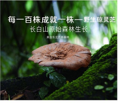长白山琼灵芝 100克 包邮 徽须芝  藏元琼灵芝|ms