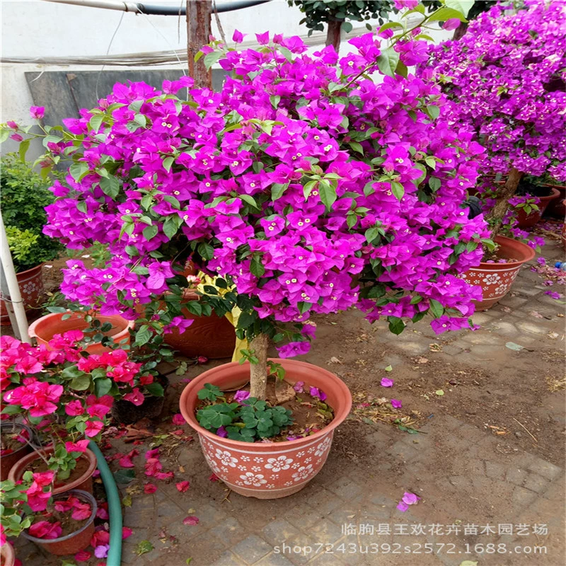 Bougainvillea оптовая продажа Цинчжоу bougainvillea горшечные Саженцы бонсай bougainvillea