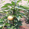 Federation of late autumn yellow pear specifications complete survival rate high. Welcome to online consultation