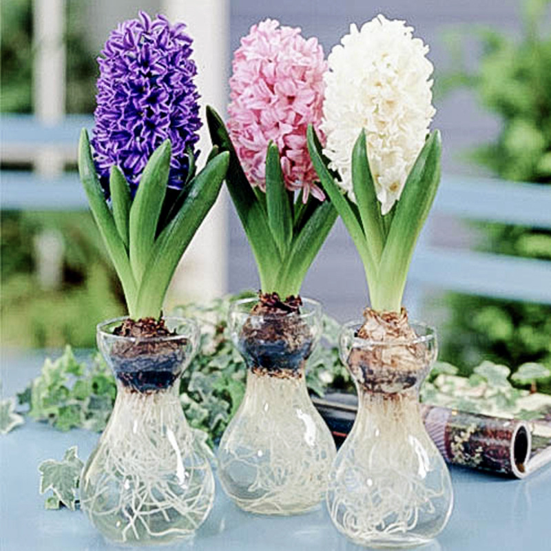 Hyacinth Seed ball Hydroponics Glass suit Soil culture flowers and plants aromatic Flower Sea seed Imported Seed ball wholesale