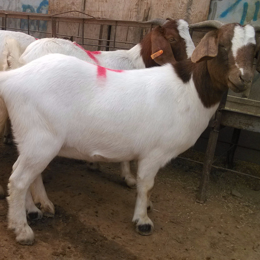 纯种萨能奶山羊种公羊价格,出售高产奶羊母羊