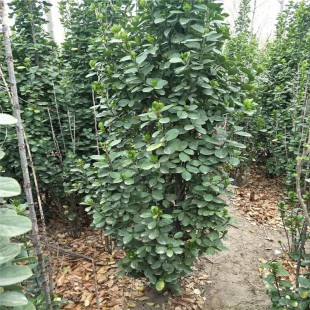 �����������S����� �����������r�� ���̾G�h���S���綬���ļ���