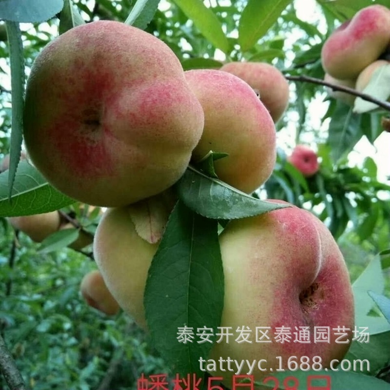 出售实生桃树苗小苗5公分以上占地大桃树新品种坐果嫁接桃树苗