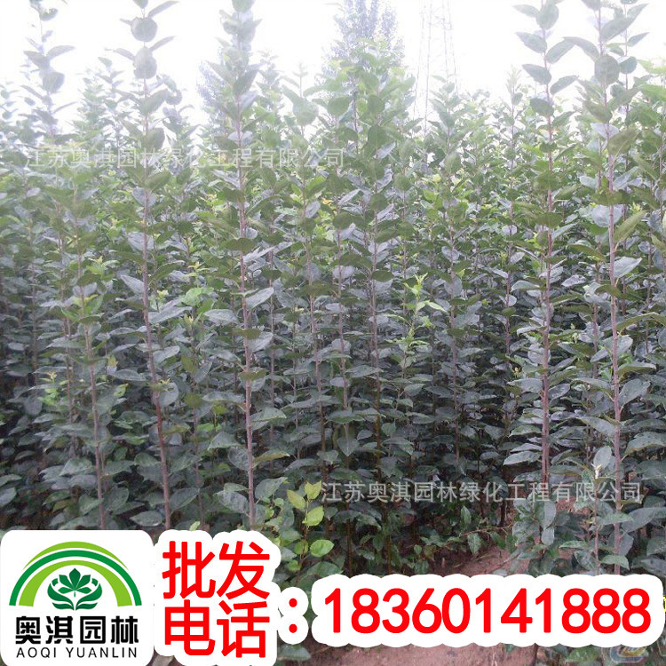 supply green Seedlings Maple seedlings Cherry seedlings Saffron crape myrtle Seedlings Begonia seedlings