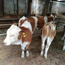 肉牛犢適宜養殖的改良肉牛品種西門塔爾牛和魯西黃牛牛犢出售