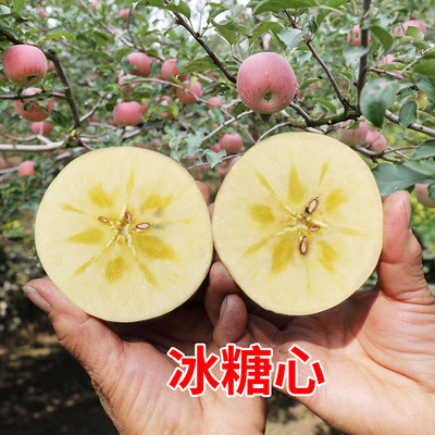 甜脆冰糖心新鲜红富士非丑苹果 山西红富士苹果 当季新鲜水果代发|ms