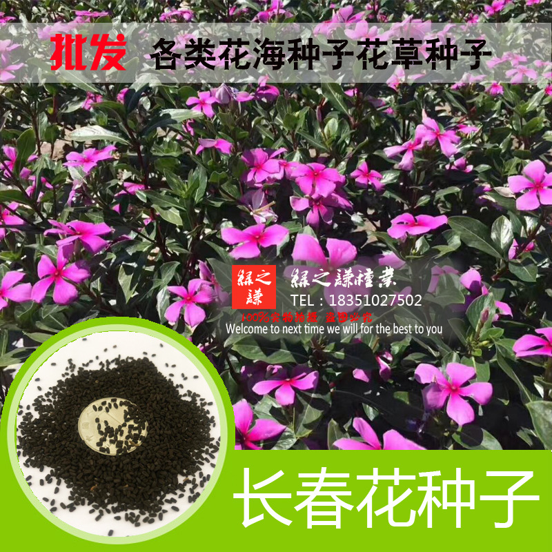 wholesale Periwinkle seed Days of Spring engineering gardens Park green Flowers flowers and plants Flower Clock