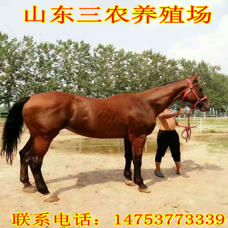 高价回收马匹骑乘马活马大马宠物矮马哪里有长期收购二手马匹老板|ru