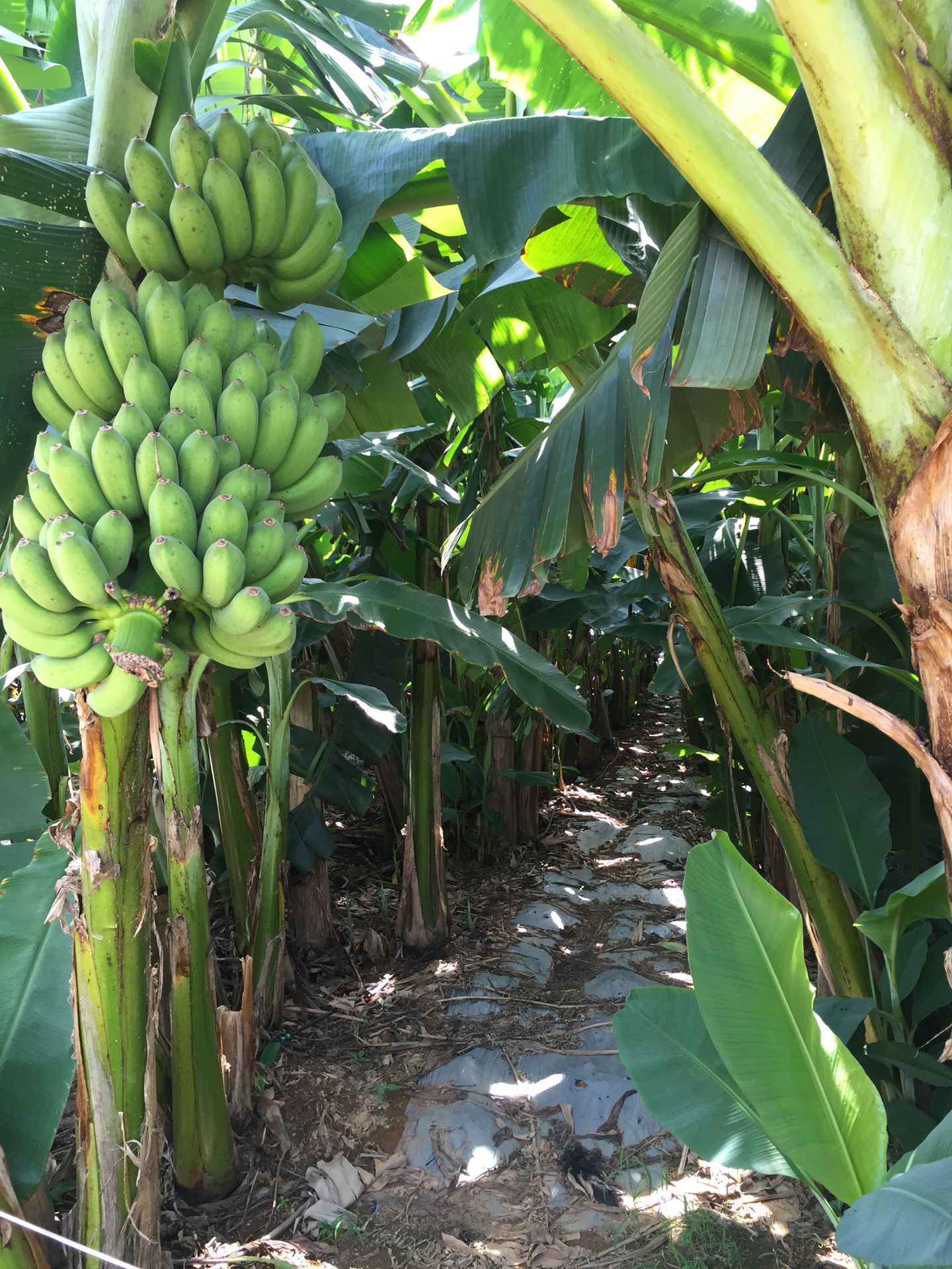 广西小米蕉banana香蕉新鲜水果批发一件代发5/8/9斤装非海南芭蕉-阿里巴巴