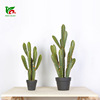 Succulent plants have a generation of northern European simulation plants cactus bonsai bonsai triangular fairy column desert green plant