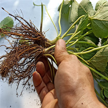 批发奶油草莓苗 当年结果盆栽地载 四季草莓苗 基地供应草莓苗子