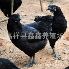 出殼的烏黑雞多少錢一只 產蛋的烏黑雞價格/批發脫溫的綠殼蛋雞