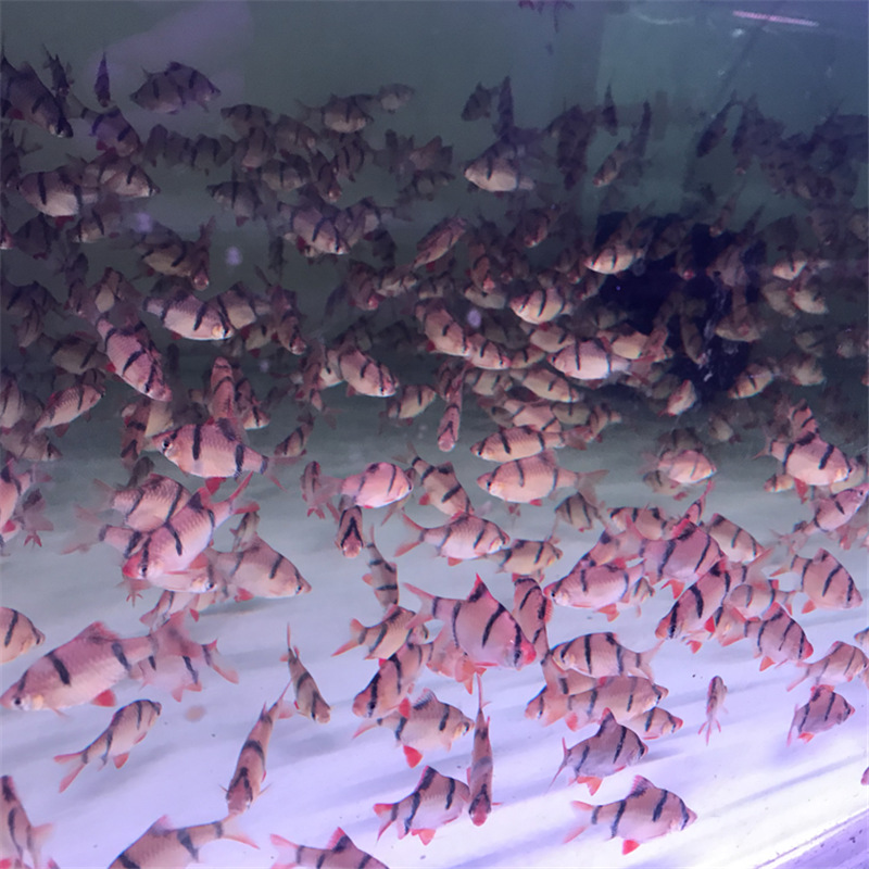 3cm Three Tiger fish living thing Tropical Ornamental Fish living thing Grass tank Tour Aquarium world Pet fish wholesale