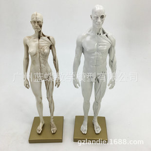 30cm艺用树脂肌肉骨骼解剖人体模型结构美术模型cg绘画雕塑教 阿里巴巴