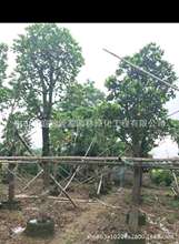 ����ֱ�N ���}�� �䲤�} ��ʯ�� ʯ�� ��ʯ�� ���� ���� �G����r