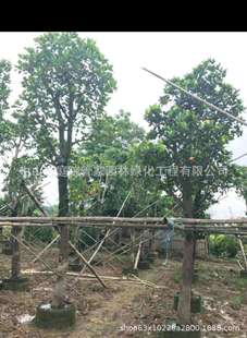 ����ֱ�N ���}�� �䲤�} ��ʯ�� ʯ�� ��ʯ�� ���� ���� �G����r