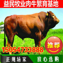 湖南肉牛繁育養殖基地 育肥牛養殖技術 肉牛養殖事項魯西黃牛