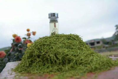 隆回金银花茶  产地直发银花茶 地理标志产品|ms