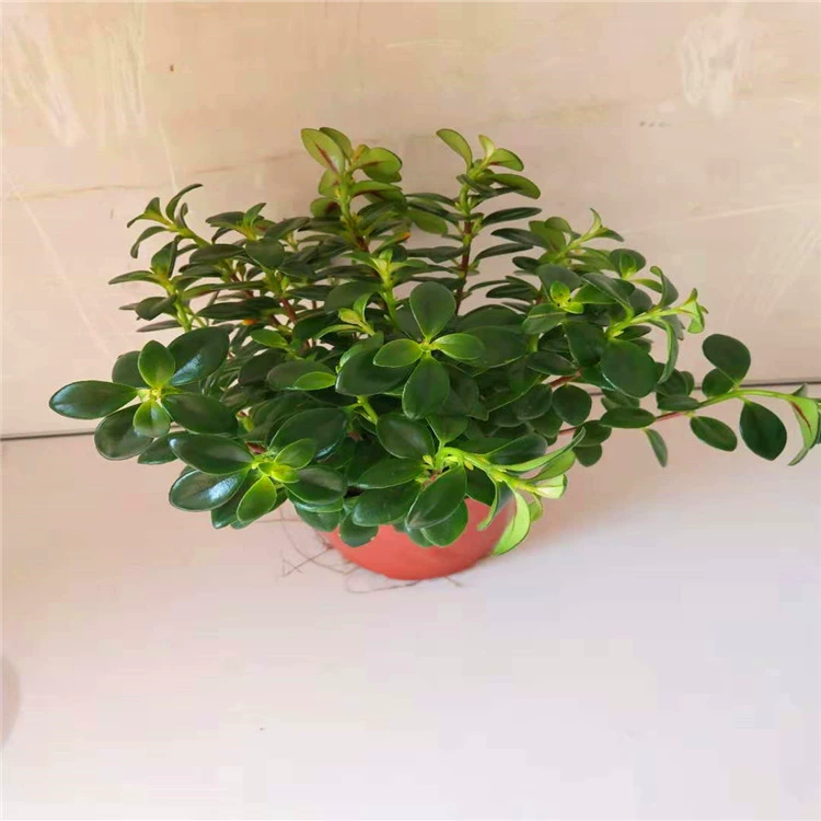 Оптовая гостиная в помещении зеленые растения в горшках цветы листья ивы висят орхидеи золотые рыбки зеленые листья висит корзина для очистки воздуха