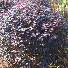 ���Ի���ֱ�N�ߗU�t�~ʯ骾�Ʒ��ľ���N����Ҏ���Rȫ�r�񃞆�ľ