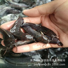 �����X�~��  �����T�~��  �����~�� �����~��