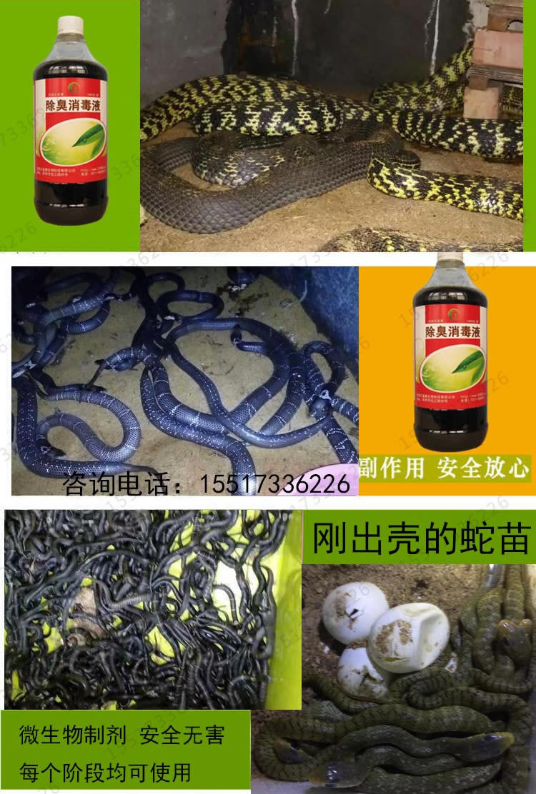 蛇房除氨气的方法