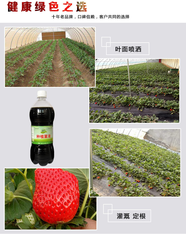 种植EM益生菌种植草莓