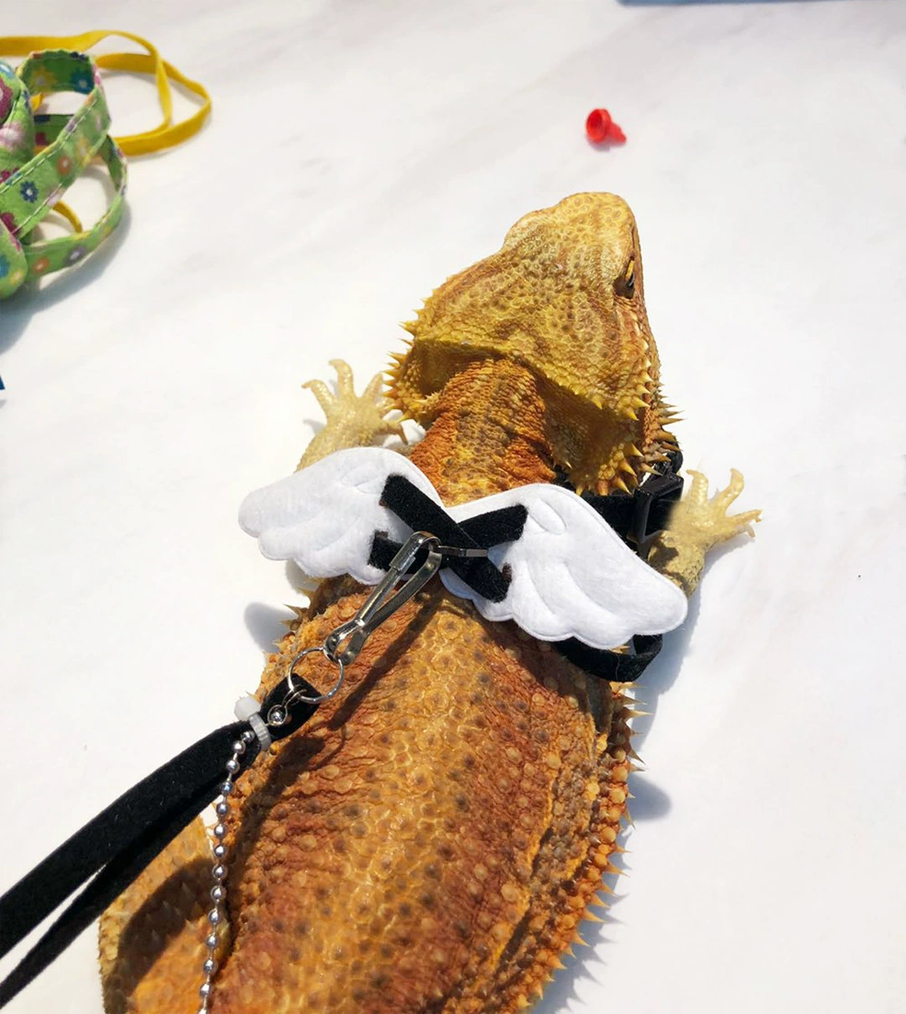 Ящерица Крылья ангела Тяговая веревка Выход Тяговая веревка Ходячая ящерица Веревка