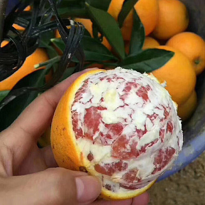 新一代嫁接树苗 红肉脐橙苗 果树苗木 卡拉卡拉血橙苗 产地批发