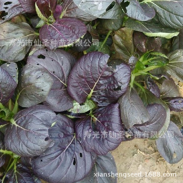 批发紫色小松菜种子寿光绿色蔬菜种子5g装 阿里巴巴