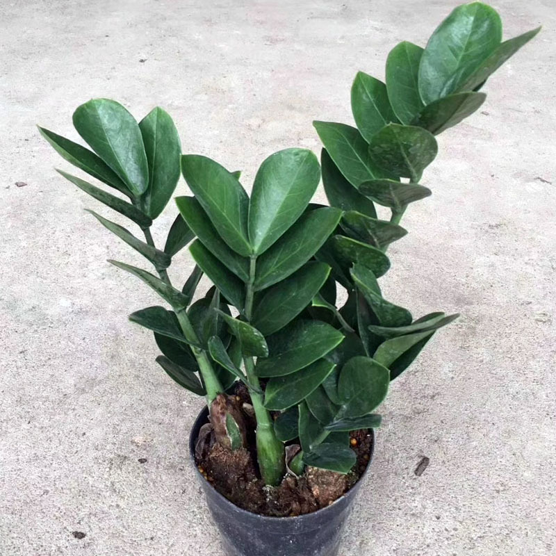 [Direct Supply from the Base] Indoor Leaf Viewing Small Potted Plant to Purify the Air, Green Plant Money Tree A120 Round Leaf Money Tree