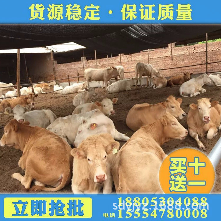 2018年优质小牛犊 育肥牛犊价格 鲁西黄牛牛苗价格行情
