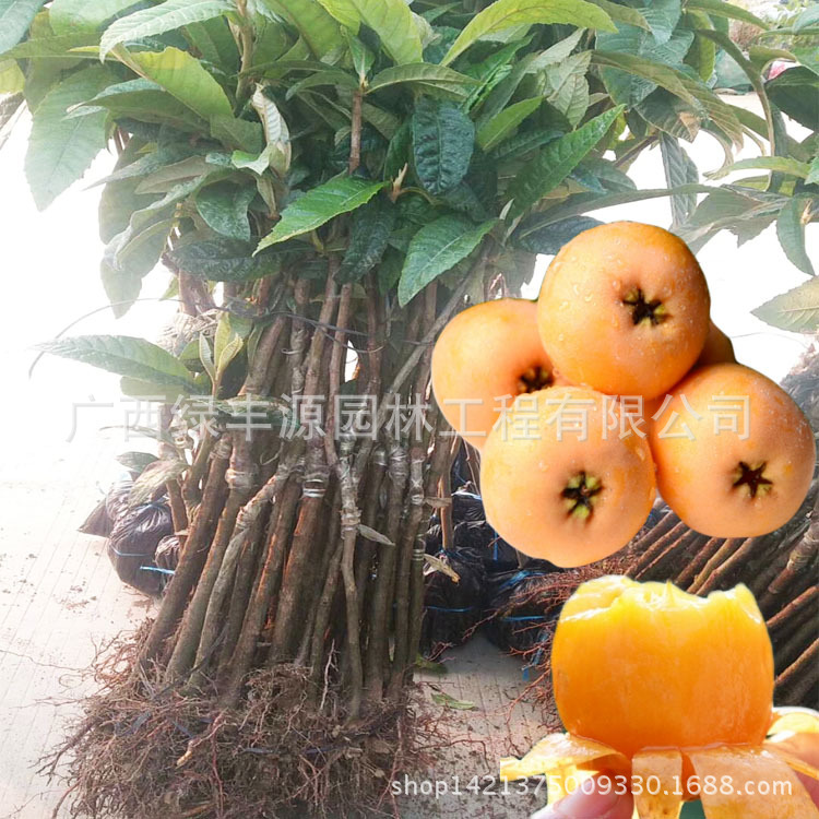 wholesale supply Loquat Grafted Fruit sweet Precocious yield Good quality