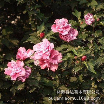 green Kapok Safflower Plena Hibiscus flowers Sapling courtyard Bamboo fence enclosure Heat Florescence Botany