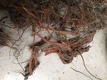 `֥֮  ϵ  al  һ؛Դșòݱ