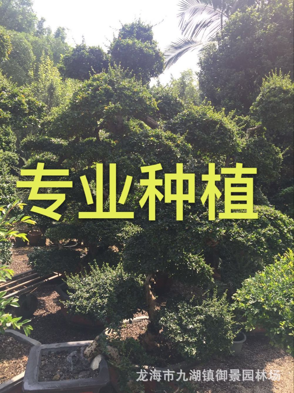 福建茶桩景