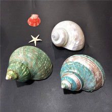 8-12厘米大号 荧光纹螺 地中海天然贝壳海螺 收藏标本螺绿嵘螺