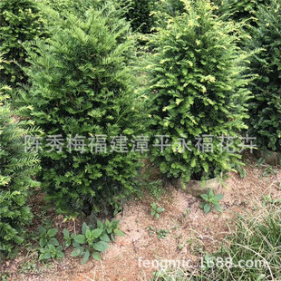 �辰�t��ɼ һ�׵�һ�׶����Ҹ�����ʮ��