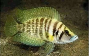 �S���c���黢�~ �^�p�~ ���w�~ �Ꭷ�~