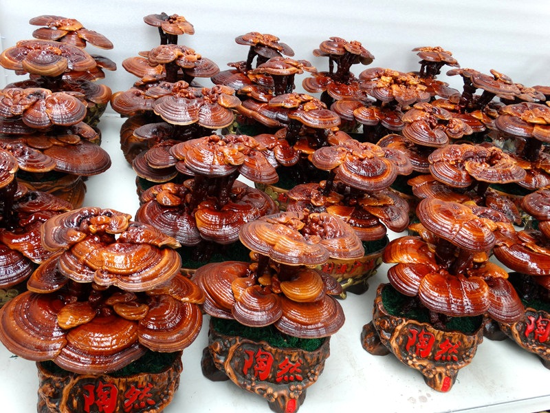 盆景灵芝摆件 灵芝工艺品 灵芝礼品 灵芝盆景 灵芝标本 节日礼品-阿里巴巴